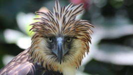 orel opičí foto Philippine Eagle foundation
